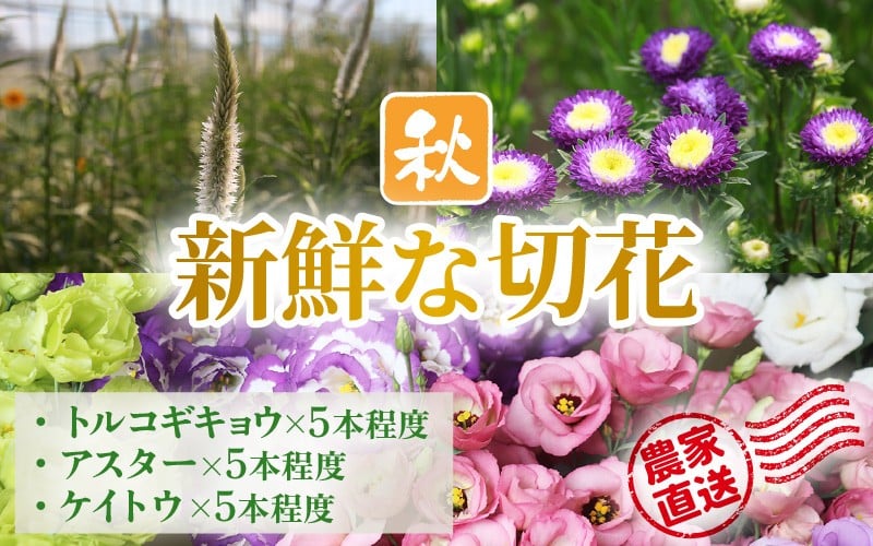 
            【先行予約】花農家直送 新鮮な切花【秋】  / 生花 お花 旬の花束 豊かな生活 花のある生活 15本程度 2種 季節 花 ※2026年9月中旬以降発送予定 [aw099-a003]
          