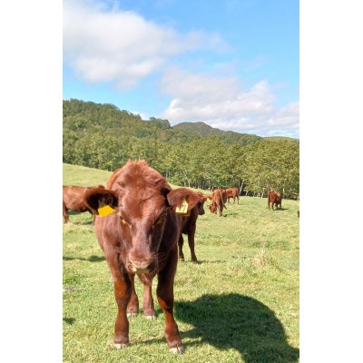 いわいずみ短角牛タレ漬けホルモンとハンバーグの詰め合わせセット【配送不可地域：離島】【1674693】