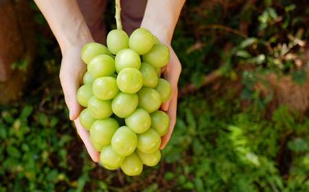 先行受付2025年発送【glasses farm】完熟ぶどうの贈り物（シャインマスカット×クイーンルージュ®各1房）※2025年9月中旬〜10月末頃発送予定