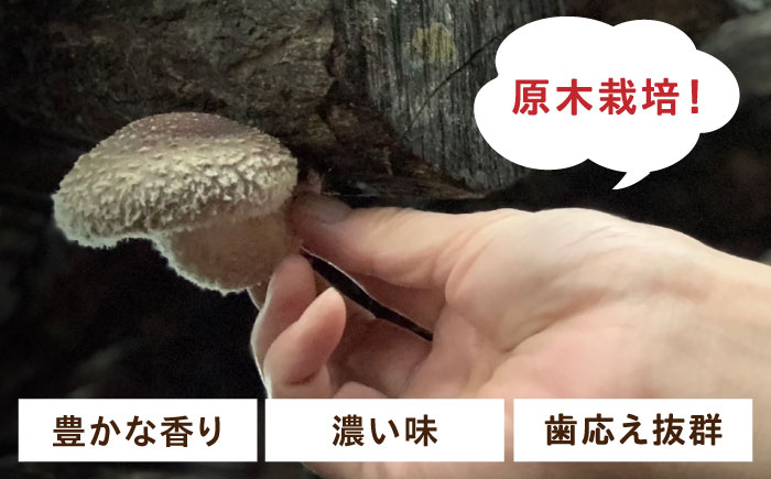 【北海道】原木 生しいたけ 1kg（200g×5パック）《厚真町》【株式会社きたい】 生 しいたけ 椎茸 きのこ キノコ 小分け 北海道 [AXAI001]