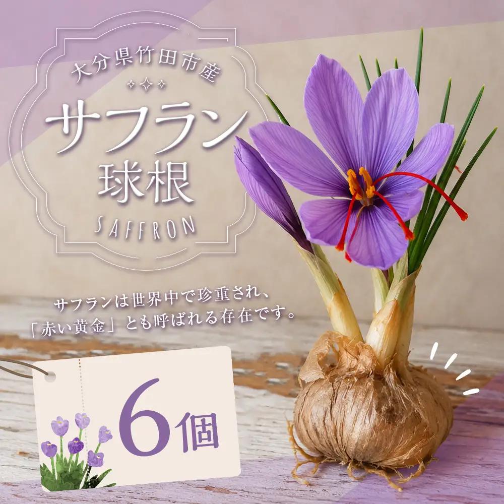 竹田市産サフラン球根 6個セット 【 2026年7月上旬～9月上旬まで発送予定 】