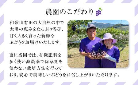 先行予約 和歌山 有田産 巨峰 約2kg 4〜6房 ぶどう フルーツ 果物 【2024年8月中旬以降発送】