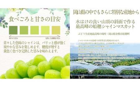 赤秀ぶどう プレミアム シャインマスカット 晴王 1房 約600g 【先行予約：2026年9月上旬～10月下旬発送予定2回定期便】 船穂産 赤秀品以上 皮ごと食べる みずみずしい 糖度保証 岡山県産 