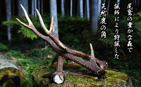 天然の鹿角 １本｜鹿の角 自然素材 天然 おしゃれ インテリア ランタンハンガー 犬グッズ にも最適 サステナブル SDGs 工芸品 狩猟素材 尾鷲の 鹿 シカ 牡鹿 角 尾鷲ジビエ YZ-10