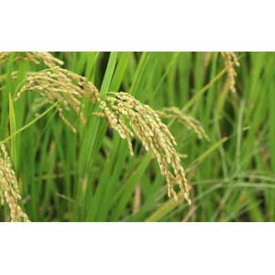 ふるさと納税 臼杵市 【令和7年度産】こだわり農法の「れんげ米」玄米(10kg) |  | 02