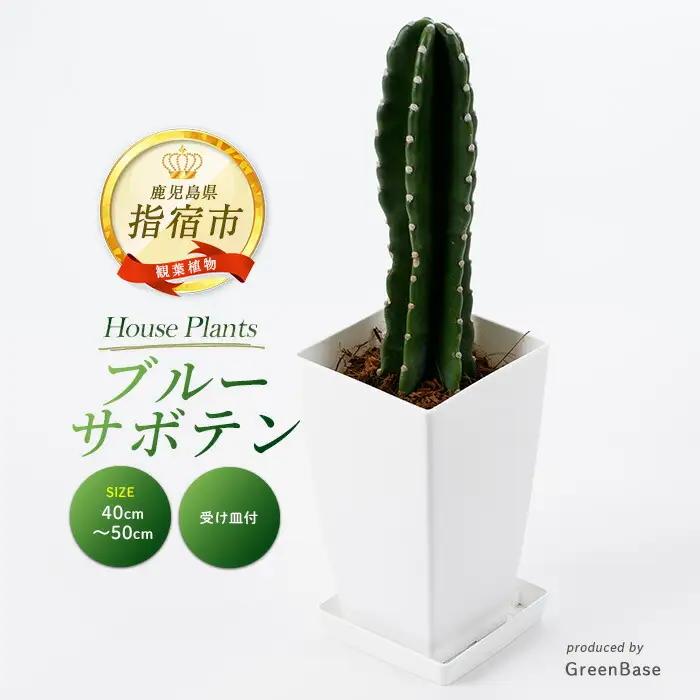 【観葉植物】ブルーサボテン 40cm～50cm プラスチック鉢 Green Base IB003-016 観葉植物 ※北海道・沖縄・離島配送不可