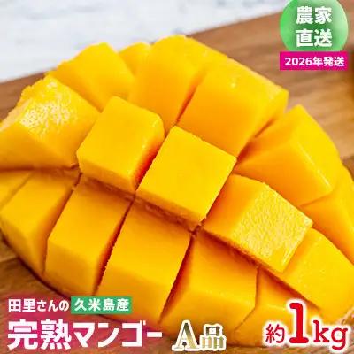 マンゴー【2026年発送】農家直送！田里さんの久米島産完熟マンゴー A品 約1kg フルーツ 果物