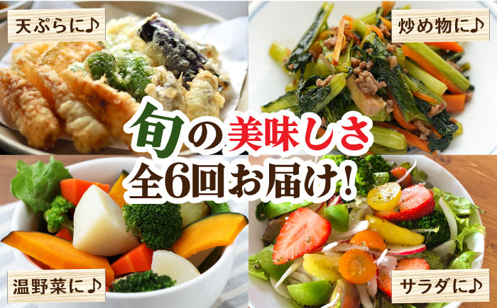 【偶数月6回定期便】当日仕入れ当日発送！野菜・キノコをセット 10品目以上 / 季節 旬 野菜定期便 旬野菜 やさい 野菜 新鮮 野菜セット 詰め合わせ / 南島原市 / 吉岡青果 [SCZ006]