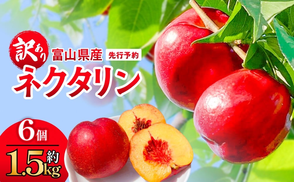 
            【先行予約】【訳あり】富山県産 ネクタリン 6個 （約1.5kg） ＜2026年8月中旬以降順次発送＞ 
          