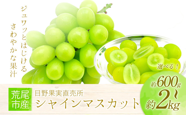 
            【先行予約】 シャインマスカット 選べる 約 600g ～ 700g 約 1kg 約 2kg 目野果実直売所《8月上旬-9月下旬頃出荷》マスカット 熊本県 荒尾市産 フルーツ 果物 新鮮 st-p
          