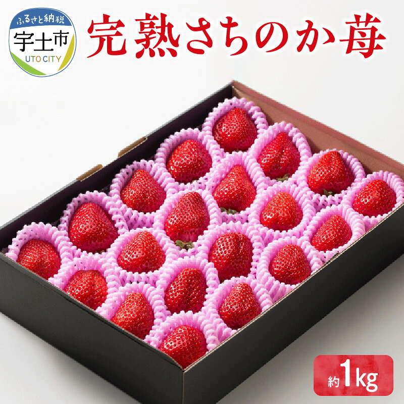 【ふるさと納税】【令和8年熊本地震復興支援】 いちご さちのか 完熟いちご 1kg(500g×2箱) 完熟 ビタミンC 豊富 甘い ブランド苺 ギフト のし対応可 贈り物 フルーツ 果物 ストロベリー デザート 園村苺園 お取り寄せ お取り寄せフルーツ 送料無料 【熊本県宇土市】