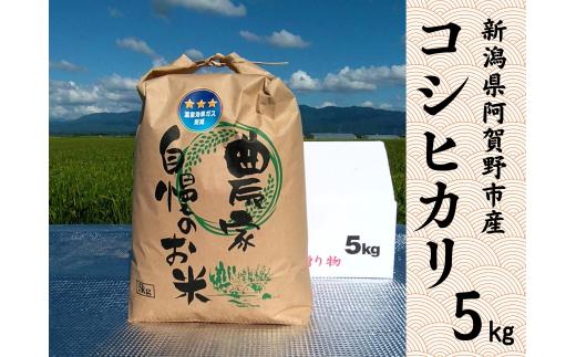【令和8年産新米予約】阿賀野市産 コシヒカリ 5kg 精米 白米 新潟県 阿賀野市 米 こめ コメ 10月上旬より発送開始予定 3Q01013