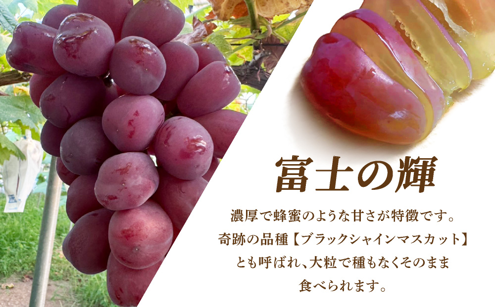 富士の輝（ぶどう） 大木町 フルーツ 果物 宝果FARM DC002