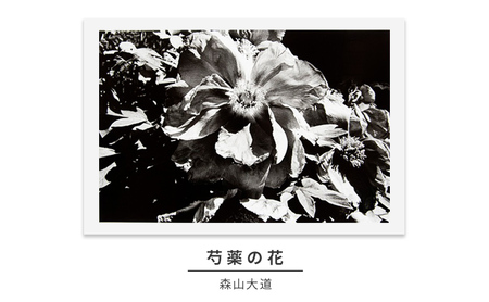 写真作品森山大道芍薬の花zushiartgallery写真作品