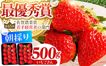 【2〜4月発送】朝摘みいちご（いちごさん）500g（250g×2パック） [HAF021]くだもの 果物 フルーツ