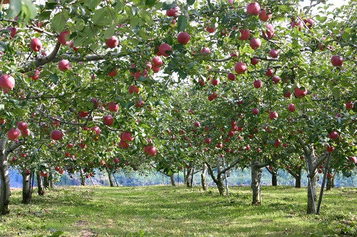 木でしっかりと完熟させたリンゴを使用。