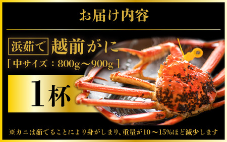越前がに本場の越前町からお届け！越前がに浜茹で中サイズ（生で約800g～900g）×1杯【12月発送】 [e57-x003_12] 越前町 雄 ズワイガニ ボイル 冷蔵 越前がに 越前ガニ 越前かに 
