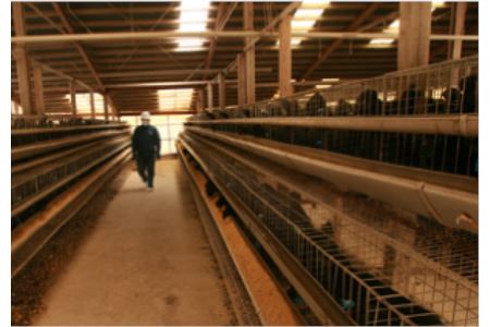 烏骨鶏卵モールド10個セット