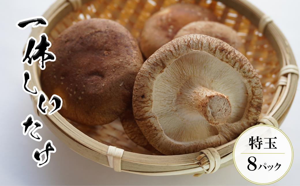 
【茎まで美味しい】一休しいたけ　特大サイズ8パック　【12203-0162】
