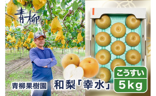 【2026年先行予約】青柳果樹園の和梨 幸水 5kg (10〜14玉) 《8月下旬～順次出荷》 果物 こうすい フルーツギフト 加茂市 青柳果樹園
