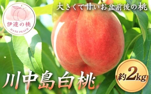【2026年出荷分先行予約】福島県産 川中島白桃 約2kg (6～7玉) 佐藤 俊博 伊達の桃 桃 フルーツ 果物 もも モモ momo F21C-122