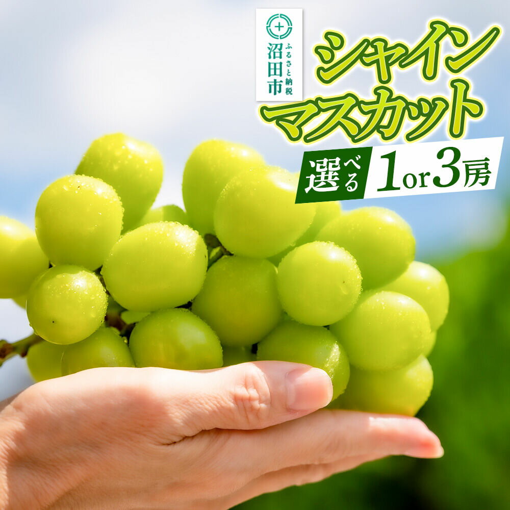 【ふるさと納税】【9月中旬から10月末に発送】 シャインマスカット 【選べる個数 1房／3房】 糖度18度以上 種なし 皮ごと食べられる 濃厚な甘さ 家庭用 贈答用 永井農園 [葡萄 ぶどう ブドウ シャインマスカット 種なし 甘い 家庭用 贈答用]