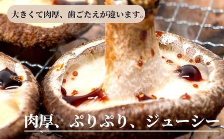 11月以降順次発送【期間限定】生しいたけ 肉厚500ｇ（約9～12個）【お申込期限3月31日まで】ジャンボ手のひらサイズ  焼山しいたけ園 農園直送 新鮮 椎茸 シイタケ お取り寄せ グルメ 国産 糸