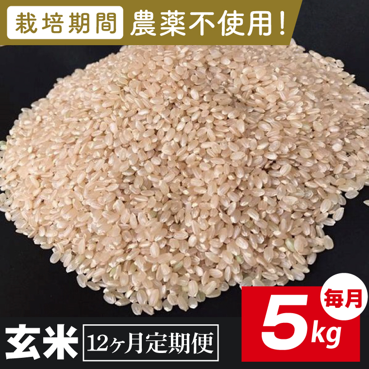 【2026年9月中旬発送開始】【12ヶ月定期便】★栽培期間農薬不使用★茨城県産 R８年産 こしひかり玄米 5kg｜茨城県 行方市 ふるさと納税 お米 米 定期便 こしひかり 玄米 無農薬（BI-104）