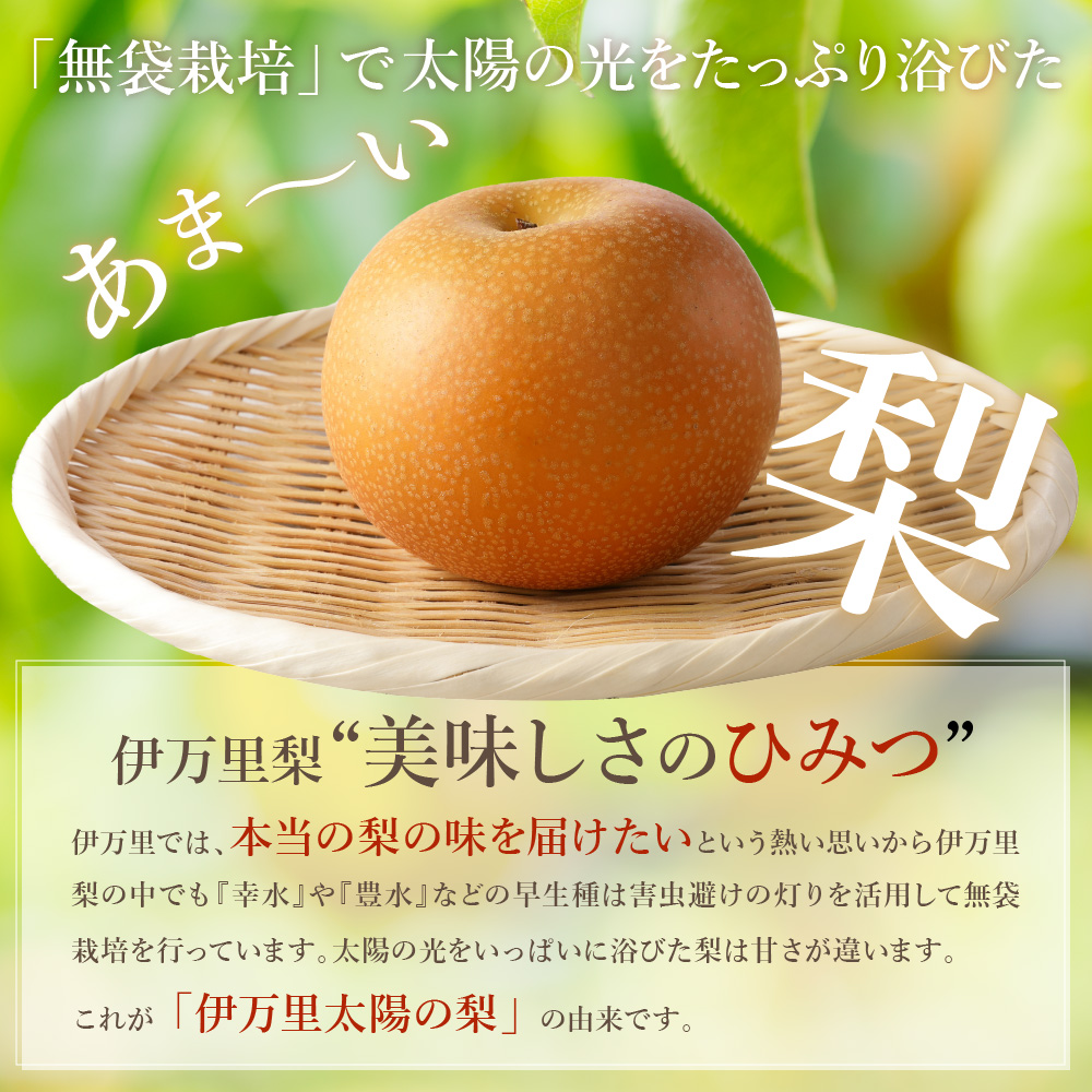 【2025年産先行予約】伊万里梨「あきづき」 約5kg B165