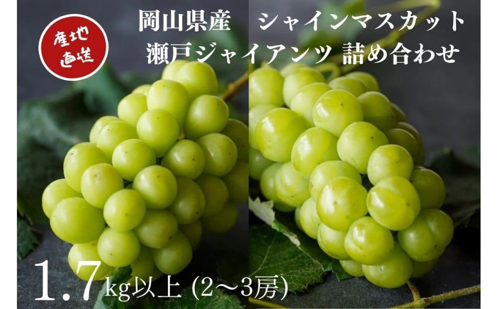 
            厳選 シャインマスカット・瀬戸ジャイアンツ 2～3房 合計1.7kg以上 詰合せ 産地直送 朝採れ ぶどう 葡萄 Kawahara Green Farm 岡山県産 2026年 | フルーツ 果物 くだもの 厳選  シャインマスカット マスカット 瀬戸ジャイアンツ 朝採れ ぶどう ブドウ 葡萄 詰め合わせ セット フルーツ詰め合わせ 産地直送 岡山 岡山県産 国産 ギフト プレゼント 贈答用 果物 果物セット フルーツセット シャインマスカット 葡萄 ぶどう ブドウ
        