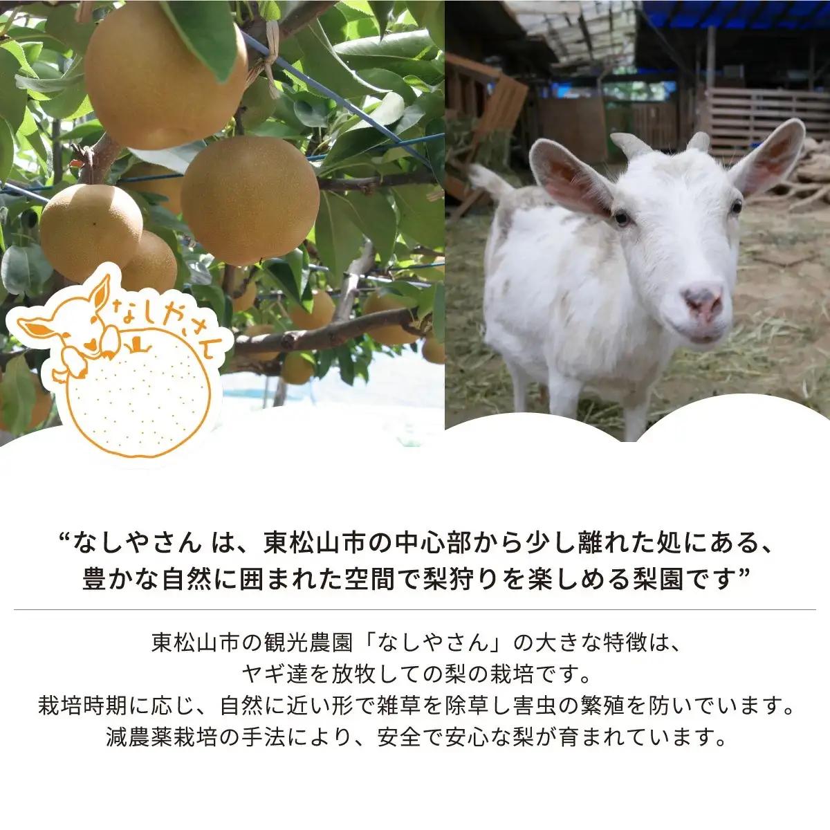 梨 豊水 約3kg(5～7個入り) 先行予約 | 梨 豊水 埼玉県 東松山市