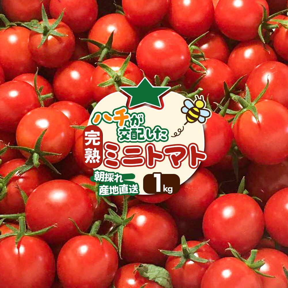 【ふるさと納税】《先行受付》8月上旬〜9月下旬発送 ミニトマト 1kg 秋田県 由利本荘市 [ミニトマト トマト 手摘み 朝採り 新鮮 秋田県産 由利本荘市]