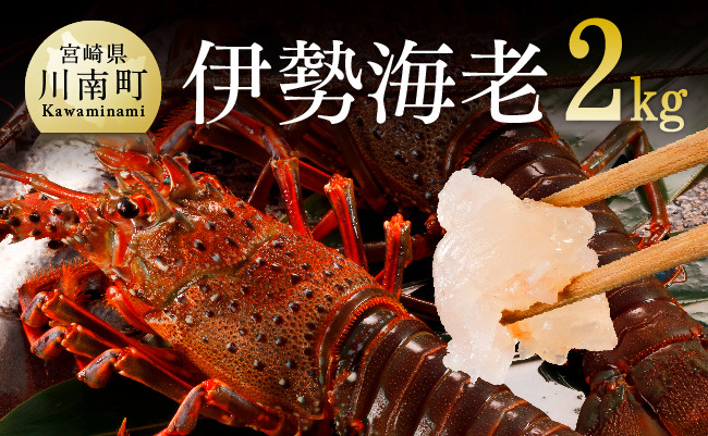 
            伊勢海老2kg（5～8尾） 【 魚介 伊勢海老 イセエビ 】
          