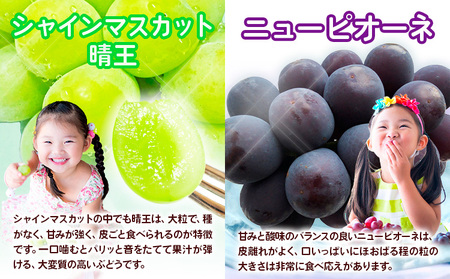 【4回定期便】岡山のフルーツ定期便 【配送不可地域あり】桃 ぶどう 梨