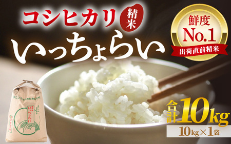 【令和5年産】いっちょらい 精米 10kg×1袋 ／ 福井県産 ブランド米 コシヒカリ ご飯 白米 新鮮 大賞 受賞  新米