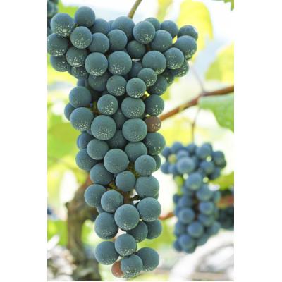 ふるさと納税 早川町 山葡萄ワイン飲み比べセット「恋紫2024」750ml×1本、「恋紫2025」750ml×1本 |  | 01