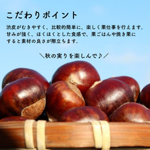 哲西栗（生栗）3kg 【先行予約 2026年10月から順次発送】