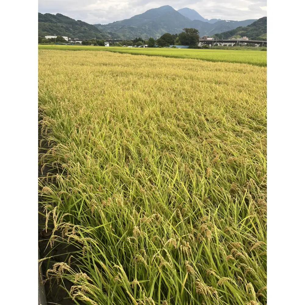 【令和7年産】静岡県産こしひかり2kg/栽培期間中農薬不使用