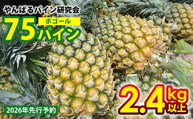 
            【2026年先行予約】７５パイン（ボゴール）2.4kg以上 パイン パイナップル パインアップル 沖縄県産パイン フルーツ 南国フルーツ トロピカルフルーツ 沖縄フルーツ 果物 くだもの 果実 デザート 甘い 人気 おすすめ プチギフト 産地直送 国産 沖縄 名護市
          