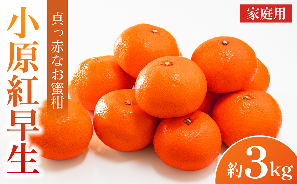 【2025年11月中旬より発送】ご家庭向け！真っ赤なお蜜柑「小原紅早生」約3kg  みかん 柑橘 フルーツ 果物 くだもの 柑橘 青果 人気 小豆島