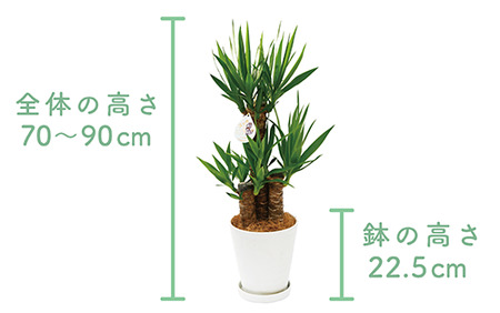 2025年3月上旬～発送【観葉植物】ユッカ・エレファンティペス70cm～90cm(鎌ヶ迫園芸場/014-1490) 南国鹿児島県で育った 観葉植物！植物 鉢付 インテリア 室内 オフィス おしゃれ プ