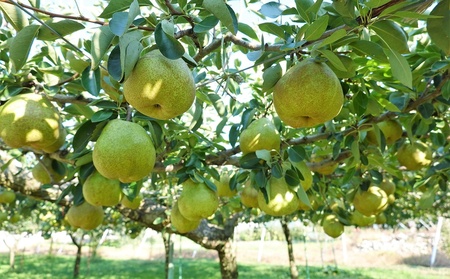 【定期便：全２回】ラ・フランス　２.５ｋｇを２回お届け　0012-2606