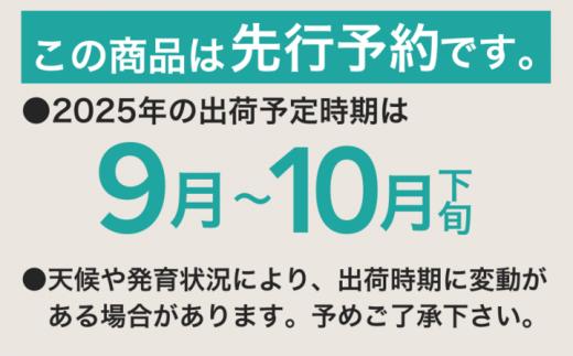 【2025年　先行予約】山梨県産　シャインマスカット1房（500g以上）葡萄　ブドウ　フルーツ　デザート　糖度　甘い　山梨 1房（500g以上）