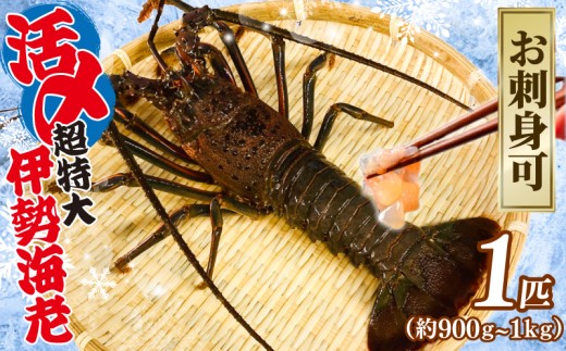 活〆 冷凍 超特大 伊勢海老 1匹（約900g～1kg） お刺身可 生食 刺身 氷締め 産地直送 銚子港 水揚げ 国産 厳選 新鮮 絶品 鮮度 贅沢 味噌汁 天丼 エビマヨ 鬼瓦焼き グラタン エビフライ 調理 料理 生簀 漁師 お取り寄せ 海鮮 旬 イセエビ エビ 海老 魚介 魚介類 魚貝 魚貝類 甲殻類 海の幸 水産 ふるさと納税 送料無料 千葉県 銚子市 治吉水産 【9月以降順次発送予定】