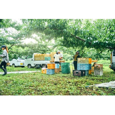 先行受付!【2026年7月発送開始】もも農家ヤマシタ　桃の産地山梨から直送　2kg　【配送不可地域：離島】