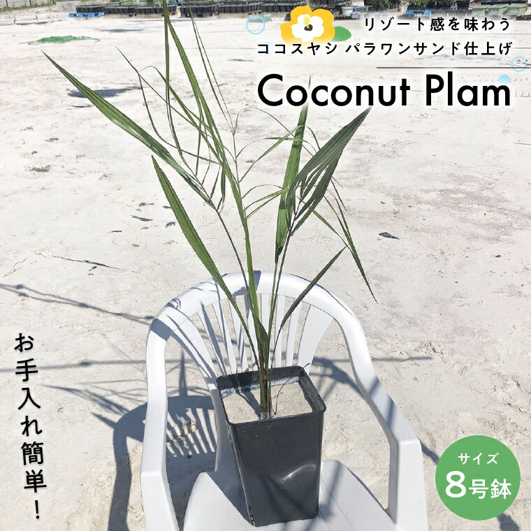 【ふるさと納税】 観葉植物 ヤシの木 植物 インテリア ガーデニング ココスヤシ 8号鉢 1個 鉢植付き 鉢植え 室内 屋外 オフィス リビング リゾート ハワイ 庭 パラワンサンド仕上げ お手入れ 簡単 おしゃれ プレゼント ギフト お祝い 開店祝い 引越し祝い おすすめ 人気