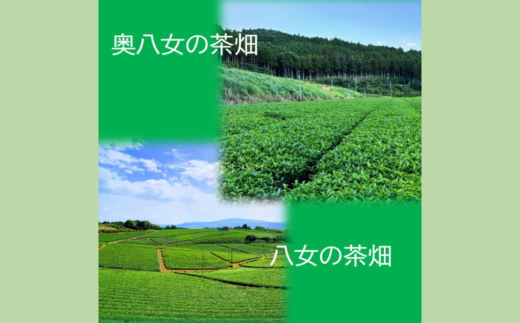 特選八女煎茶「天空の茶葉」桐箱入り 500g（約1.5ヵ月分）