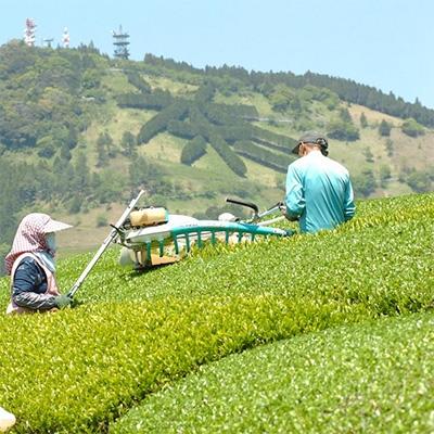 ふるさと納税 掛川市 深蒸し掛川茶 掛川の城 セット500g×2袋(1kg) |  | 02