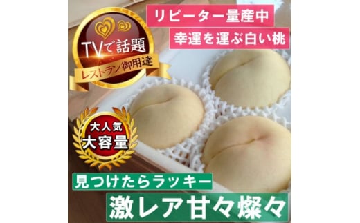 《激レア縁起深い白い桃の甘々燦々》人気品種指定ギフト4年連続TV出演話題ブランド2025年8月下旬～【1465337】