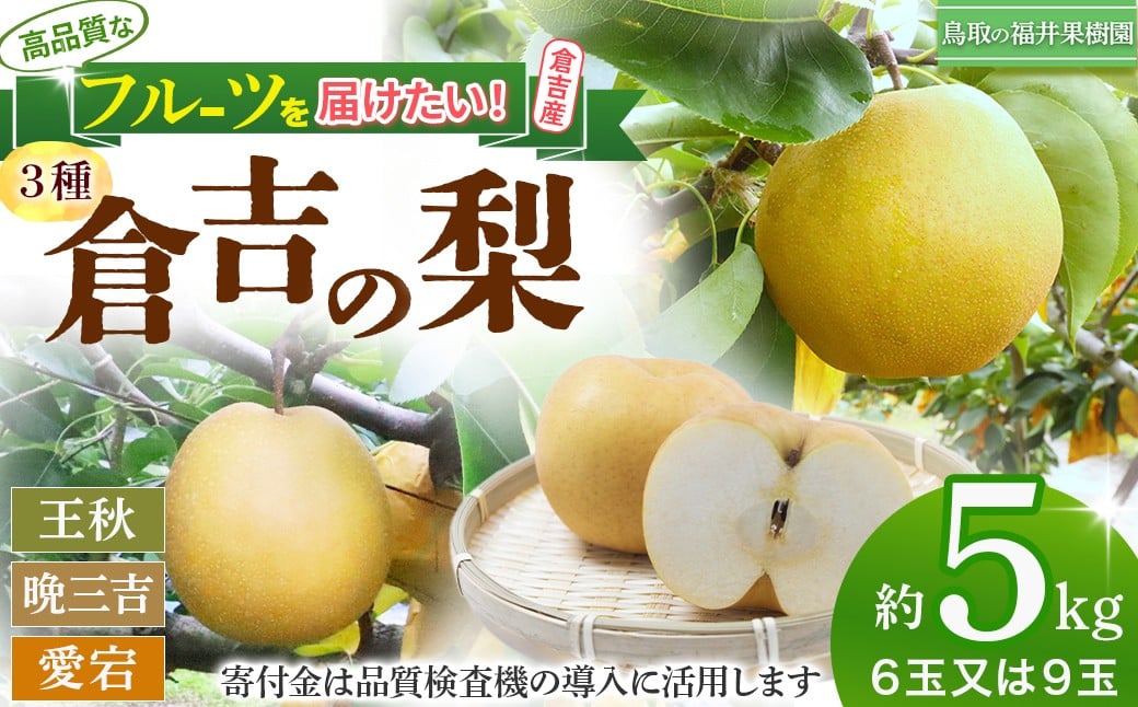 
            【期間限定】【生産者応援品】令和8年産 倉吉の梨 3種ミックス（王秋・晩三吉・あたご）計5kg  王秋 晩三吉 あたご梨 倉吉産 梨 ナシ ブランド梨 果物 フルーツ 先行予約 和梨 数量限定 寄付金用途指定
          